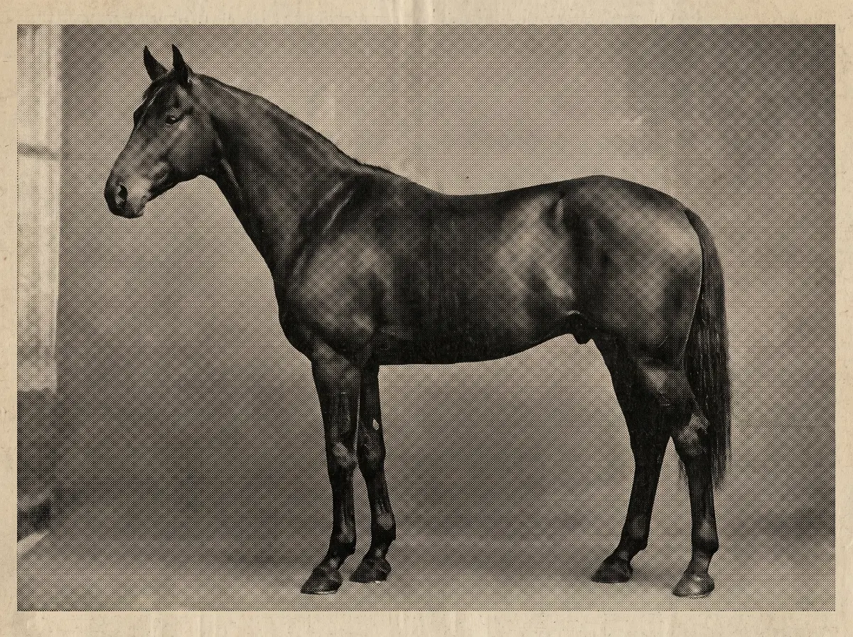 A formal nineteenth-century studio portrait of a horse in side profile, rendered in newspaper halftone